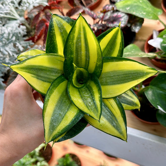 Sansevieria trifasciata, assorted "Dwarf Sansevieria"