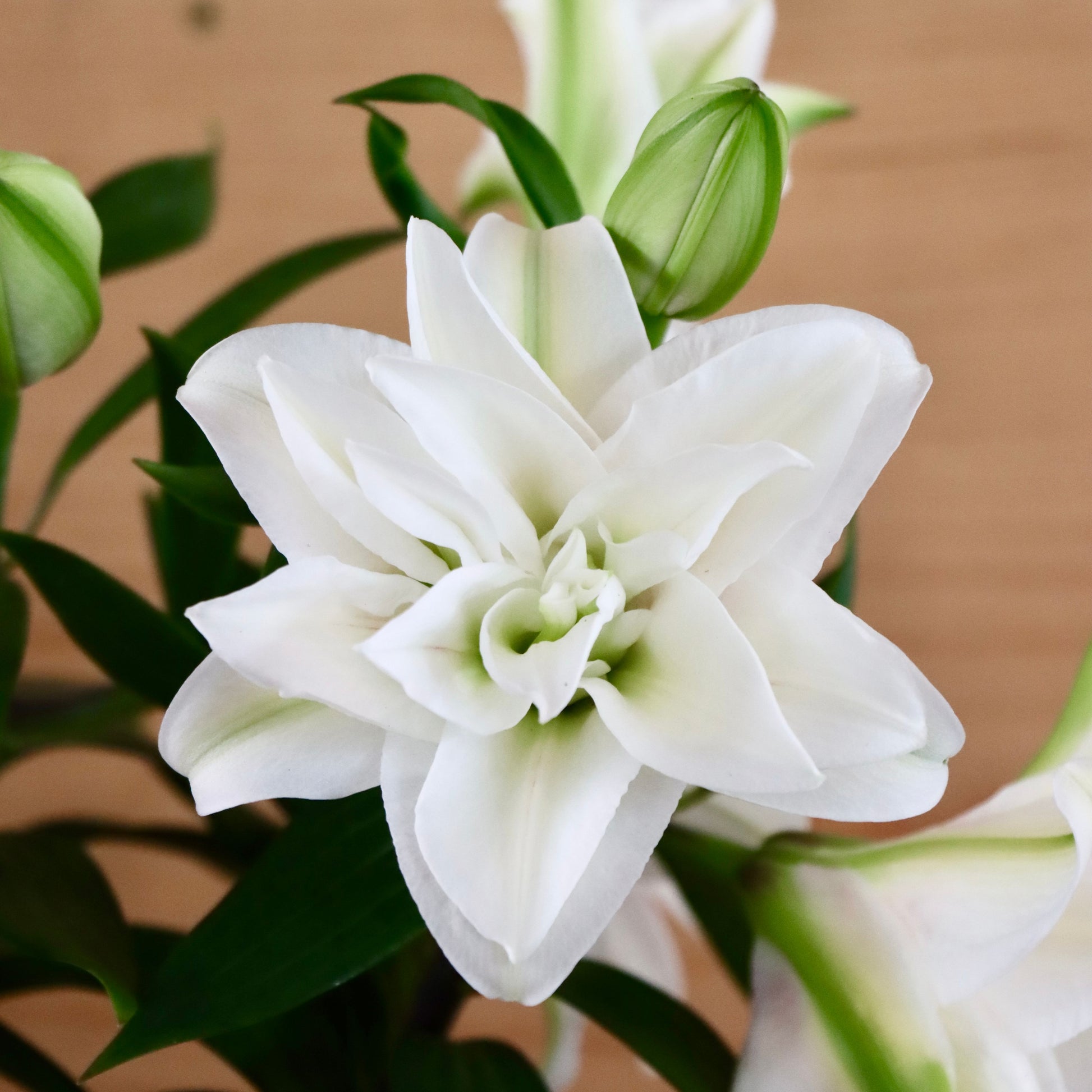 white rose lily Lily, "Roselily" – Mari's Gardens