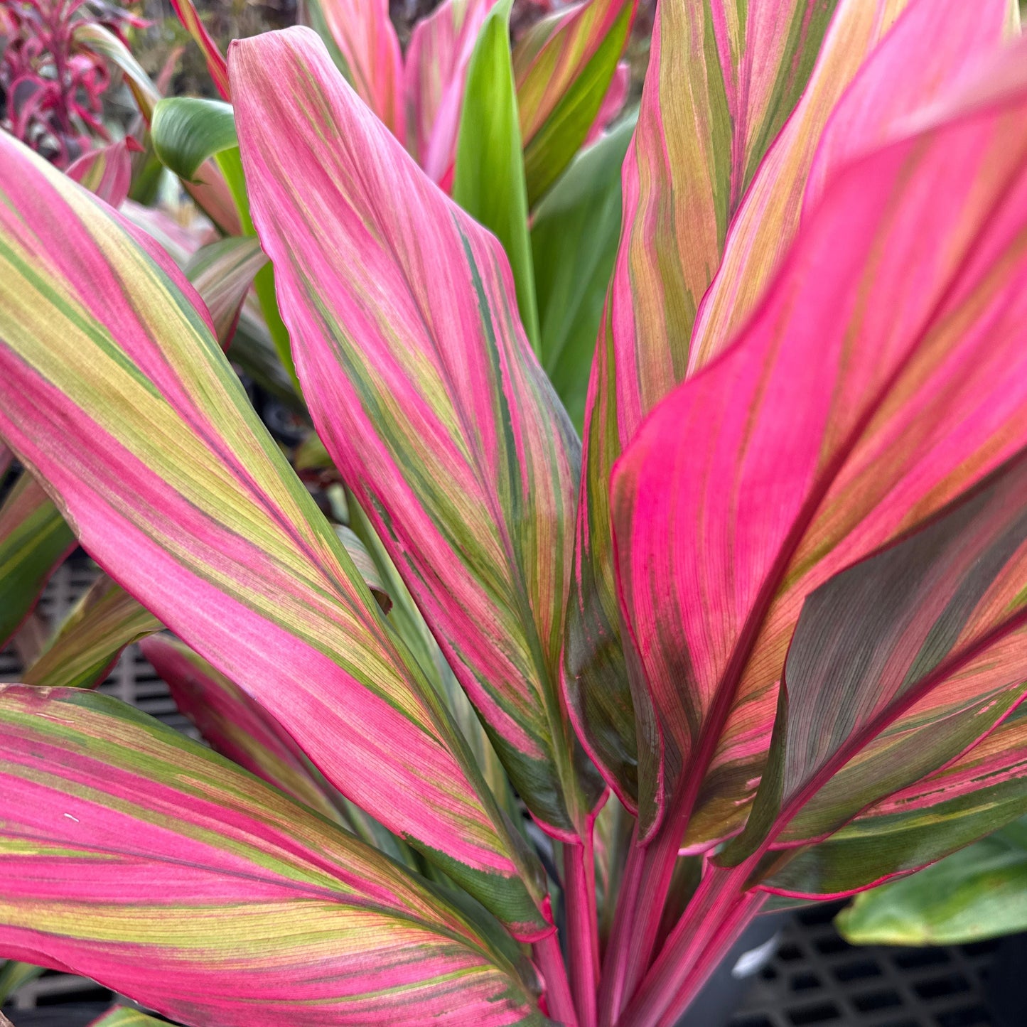 Ti Leaf, "Harlequin"