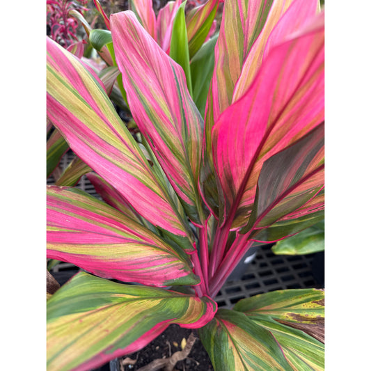 Ti Leaf, "Harlequin"