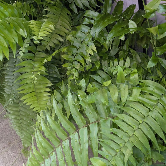 Nephrolepsis biserata 'Macho Fern'