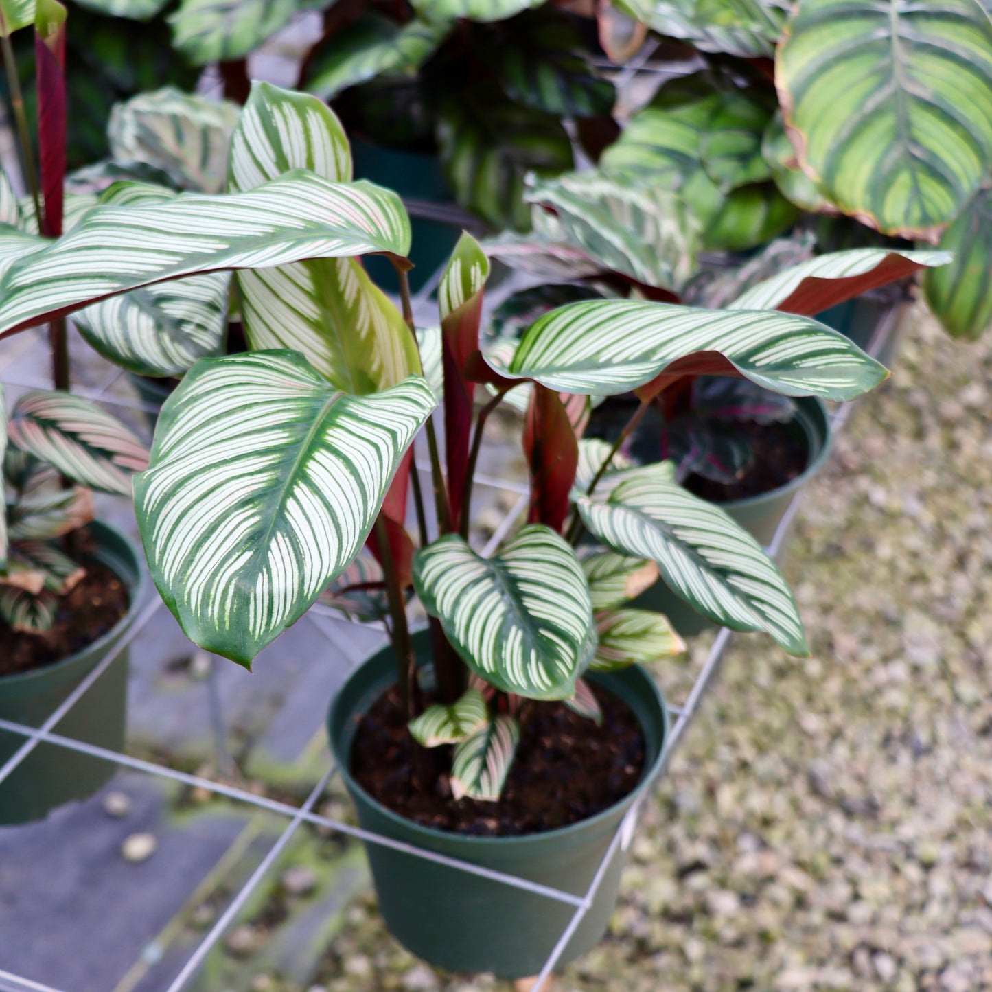 Calathea White Star