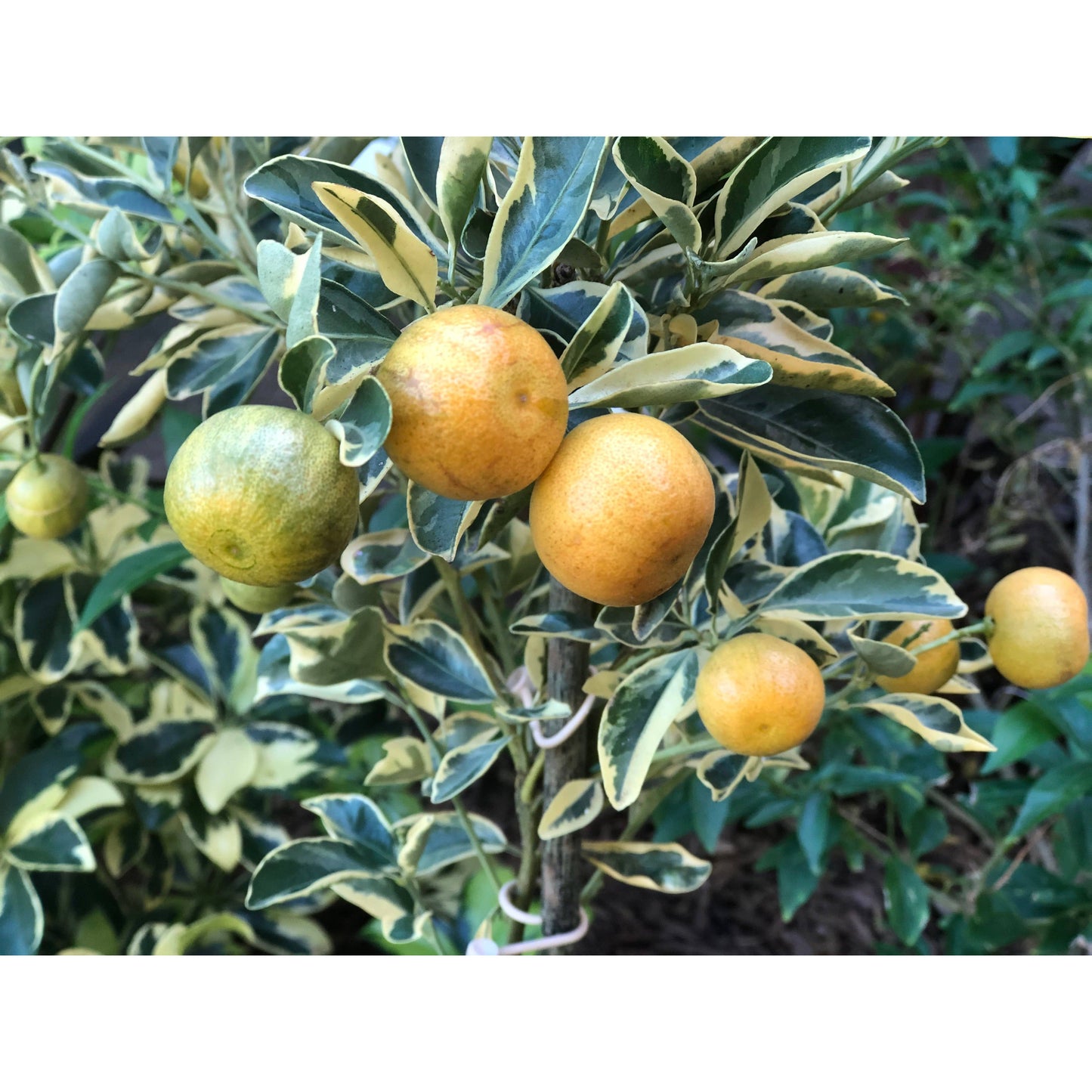 Aloha Bites Award Winning Tutu's Calamansi Marmalade