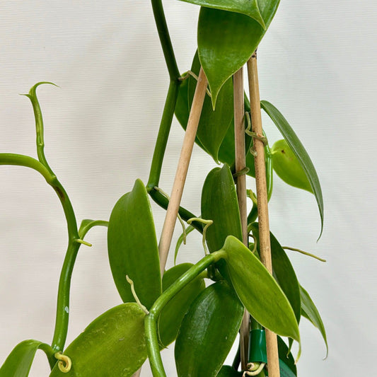 Green Vanilla Vine