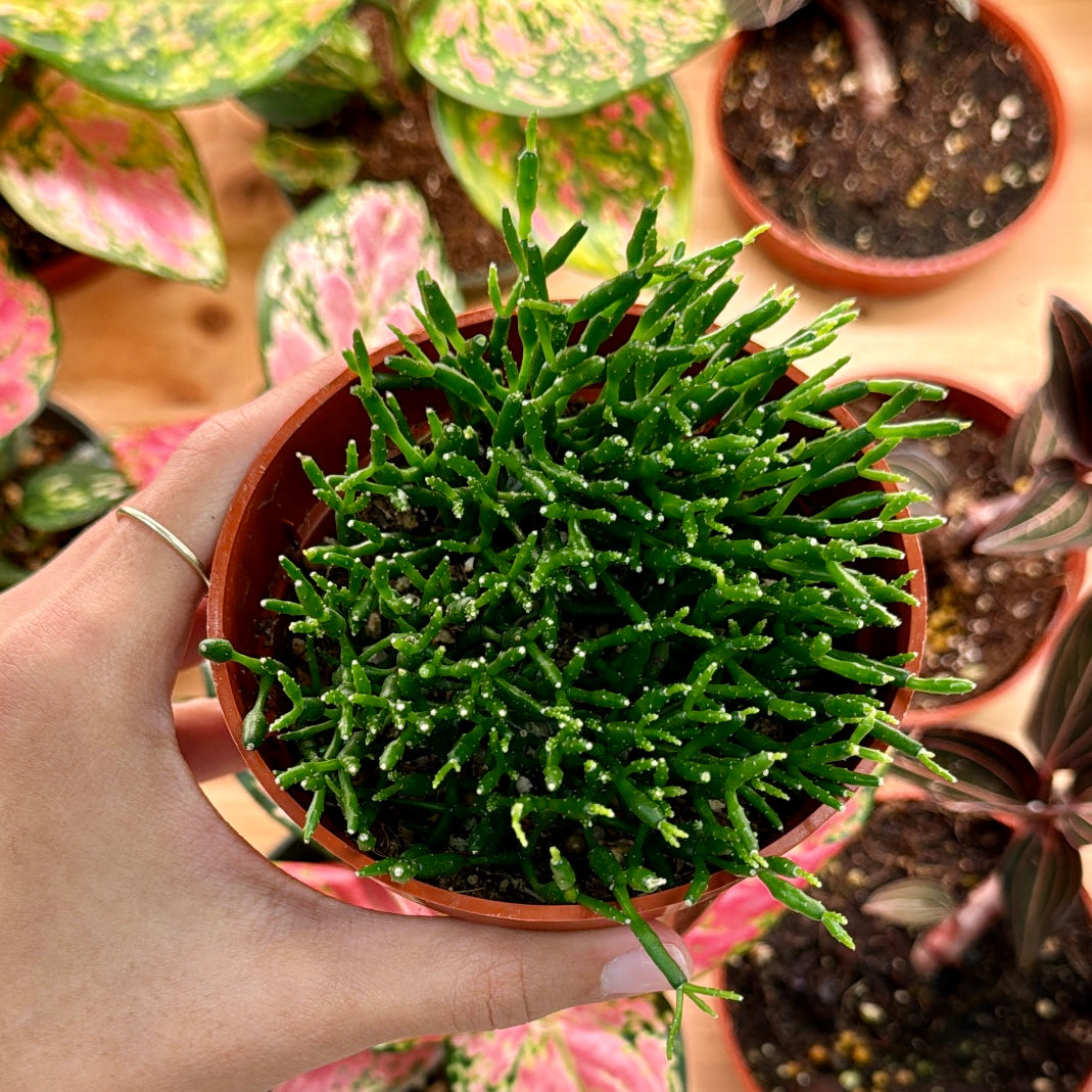 Rhipsalis