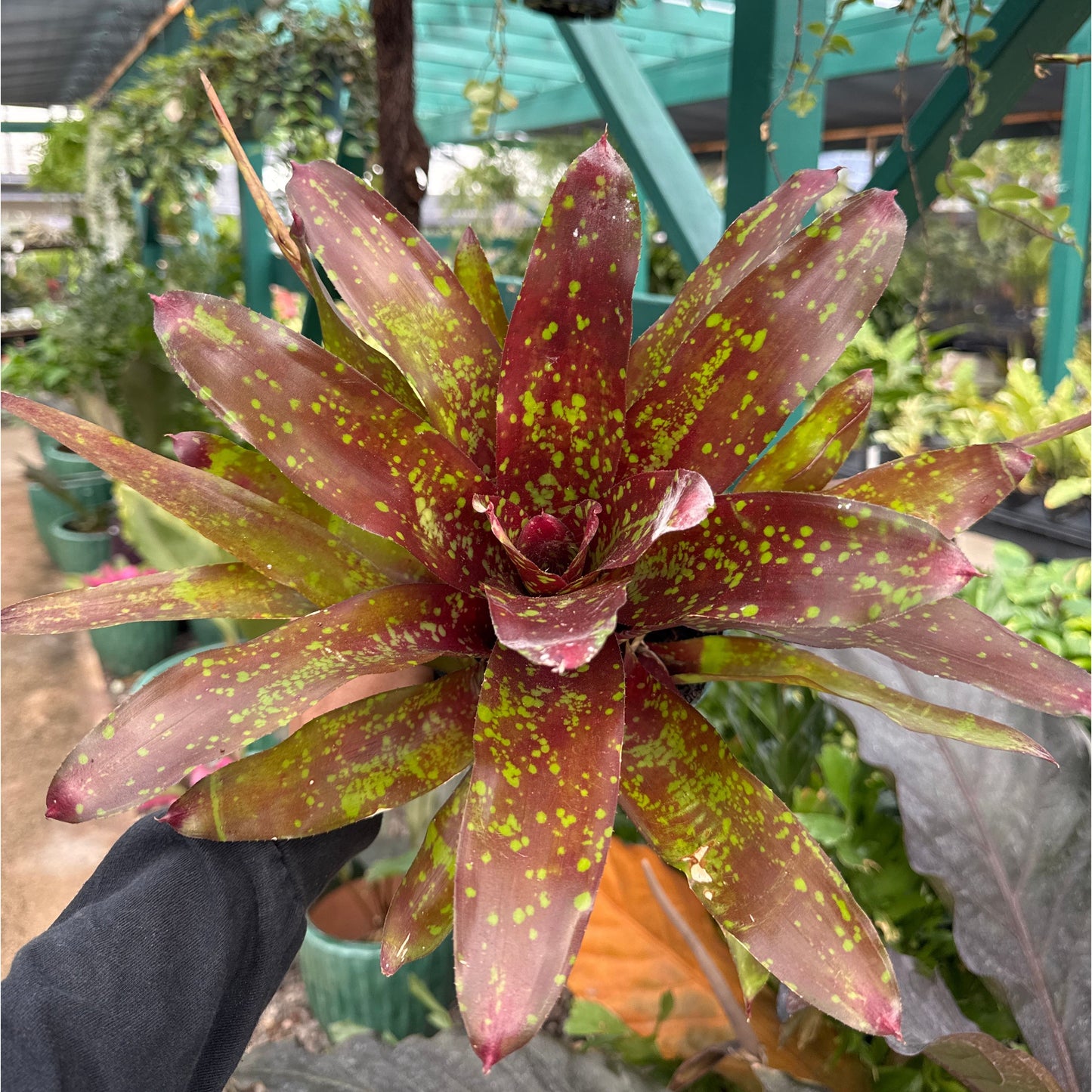 Neoregelia, "Osser"