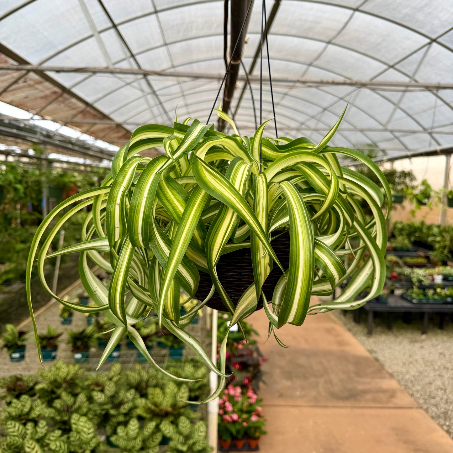 Chlorophytum Comosum 'Spider plant' Variegated