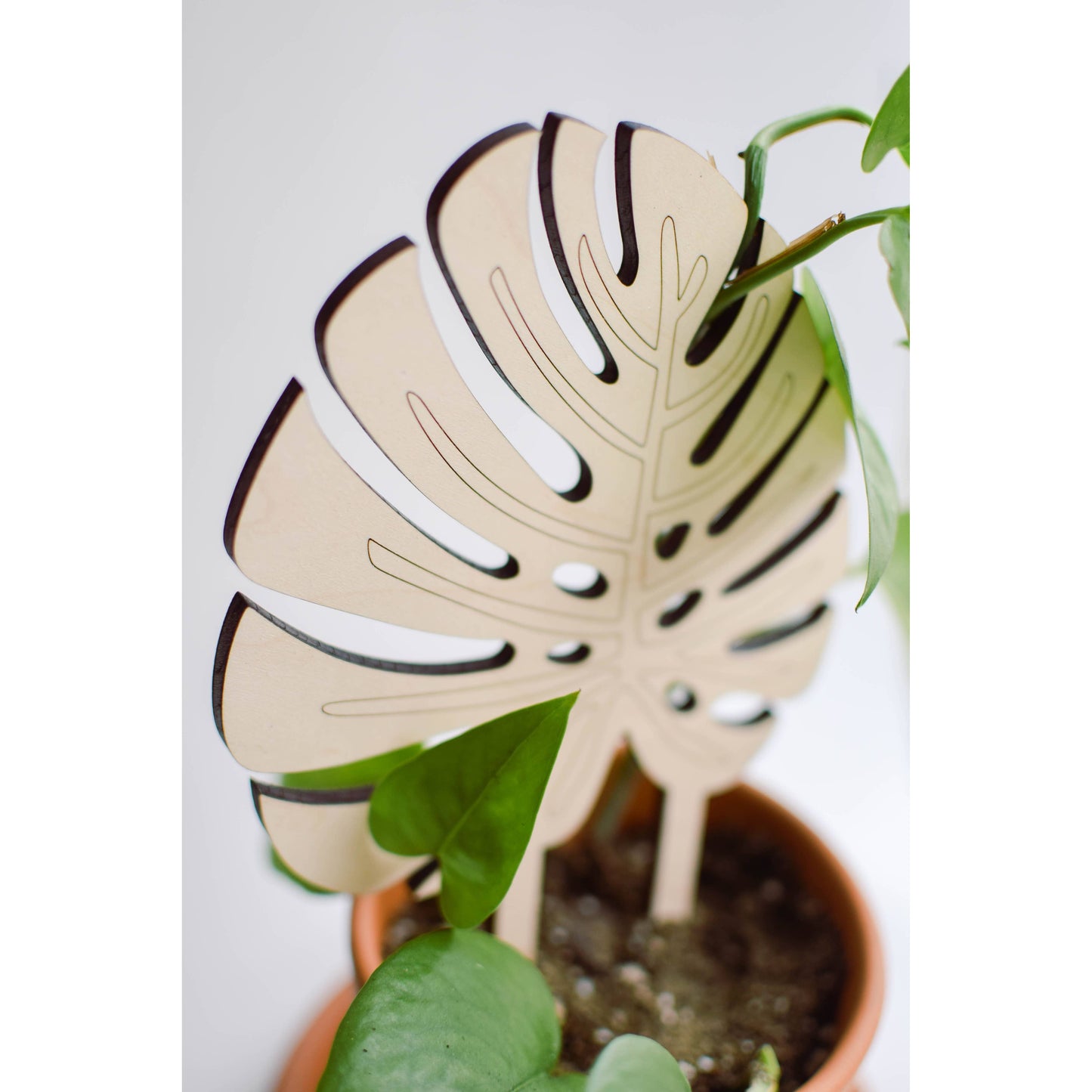 Monstera Leaf Trellis