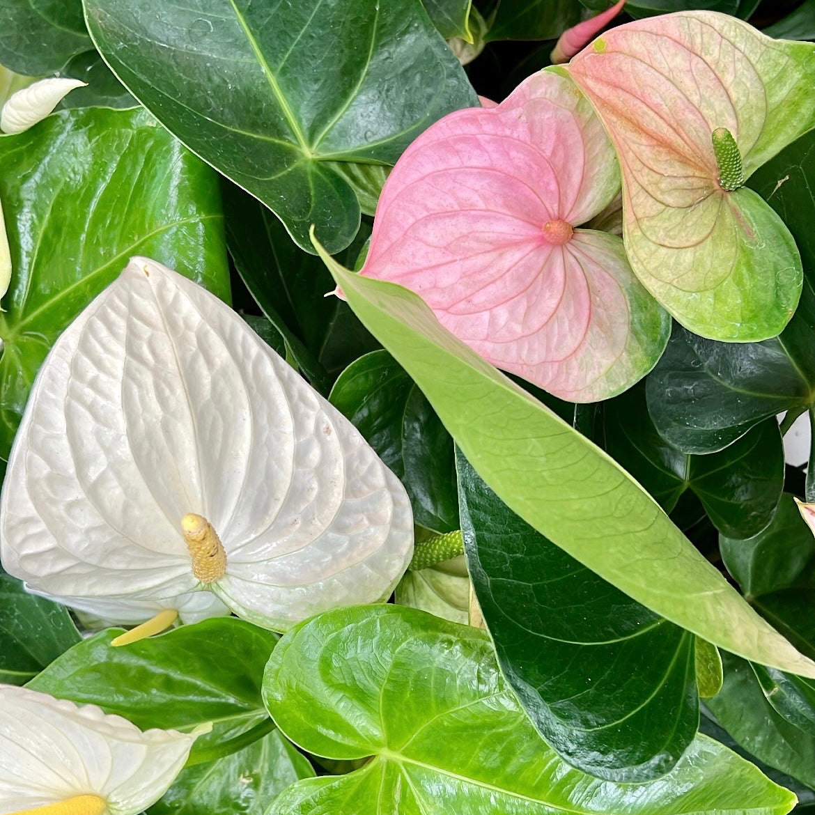 Anthurium, "White Heart"