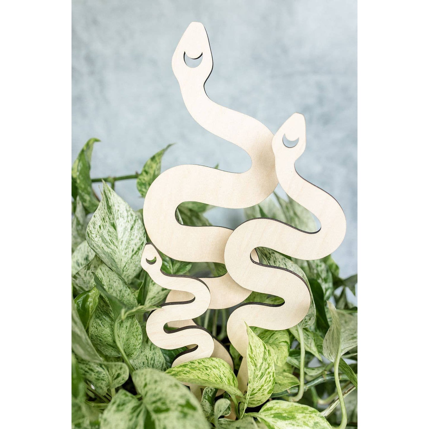 Snake Plant Trellis
