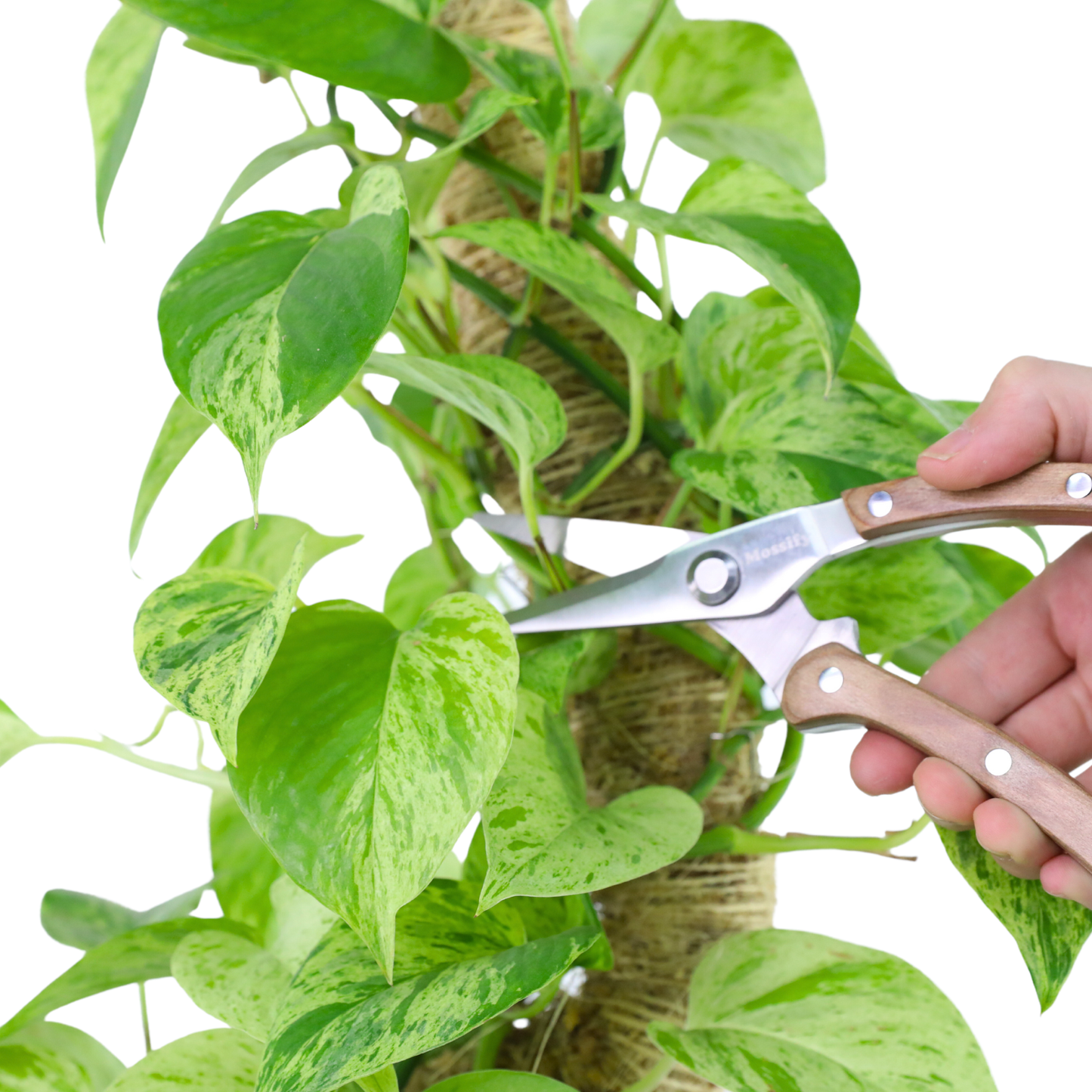 Slim Garden Utility Shears – Precision Stainless Steel Blade