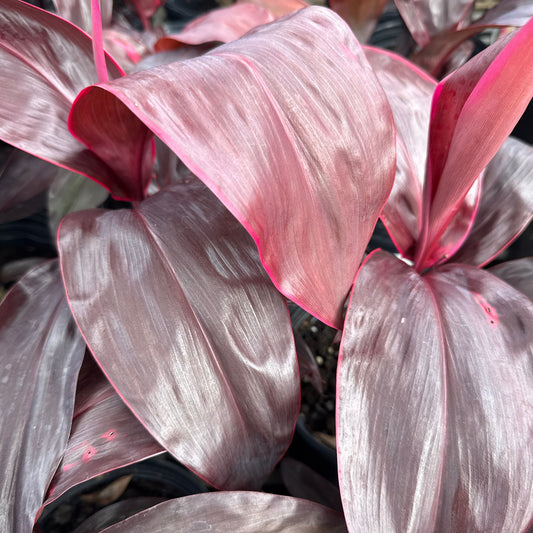 Ti Leaf 'Pearla'