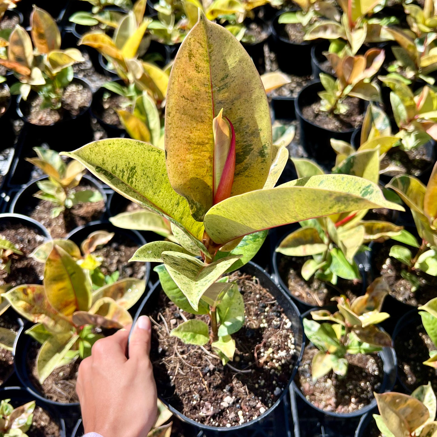 Ficus elastica, "Shivereana"