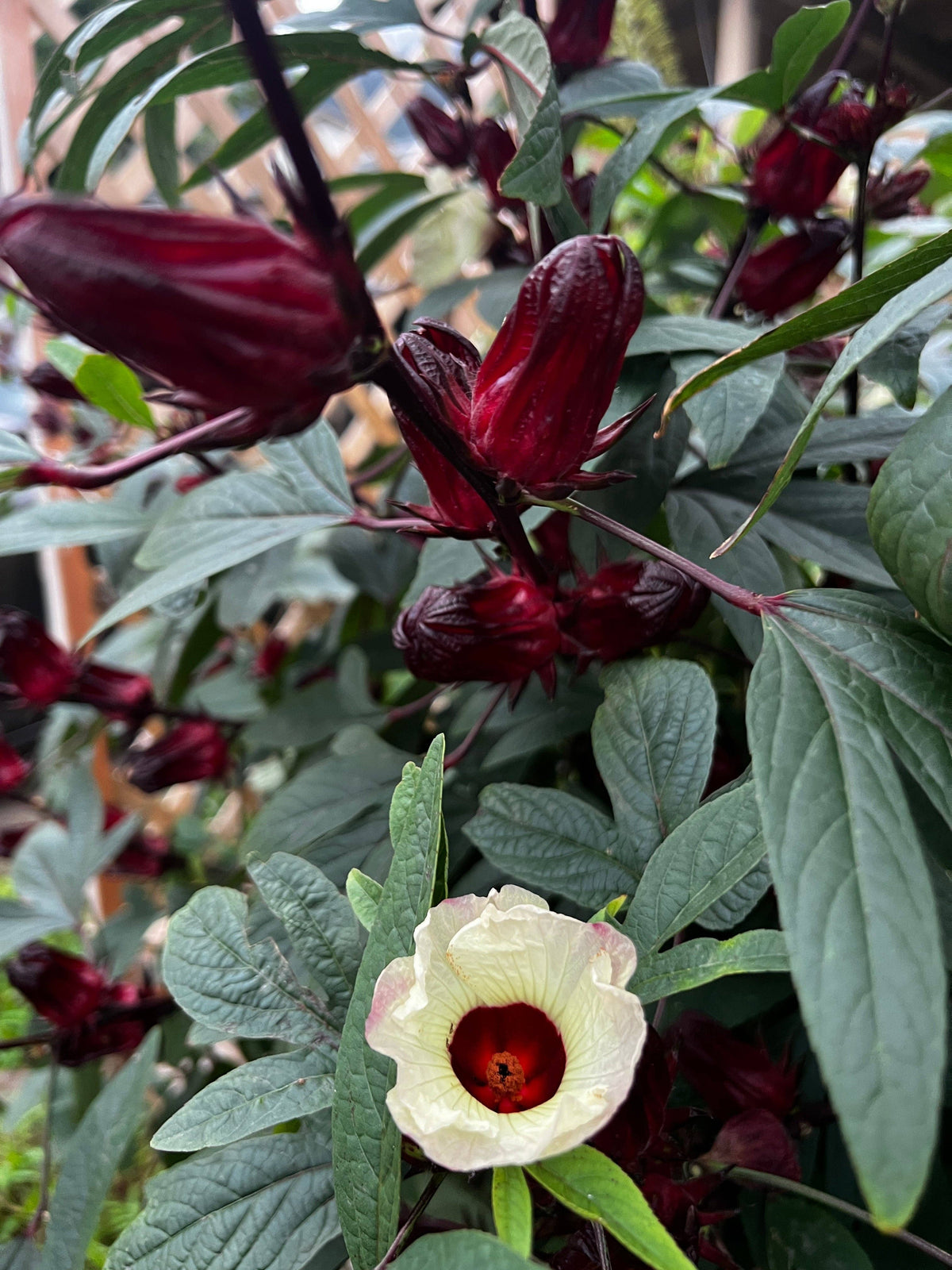 Seasonal Hibiscus Rosella Jam