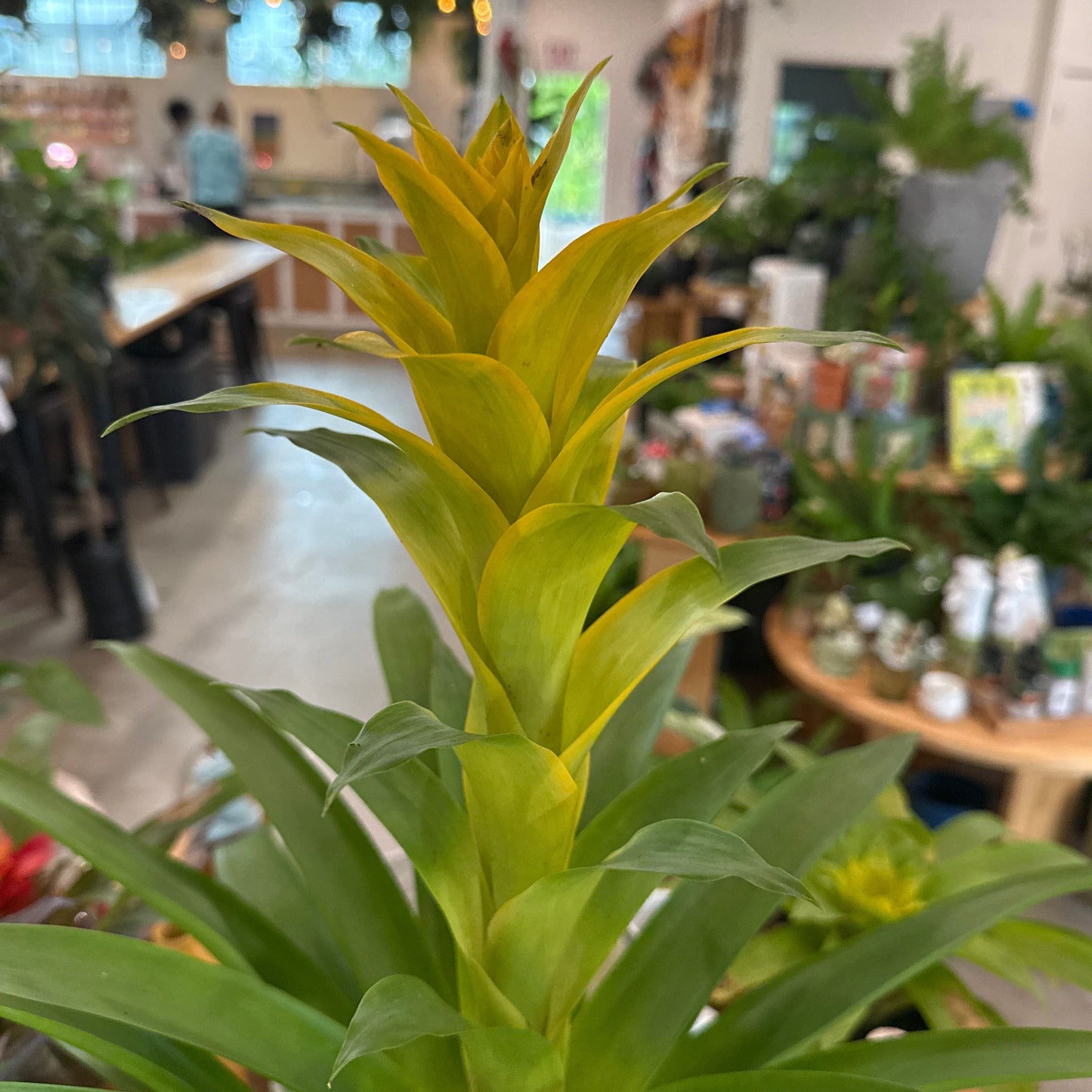 Guzmania 'Yellow Sun'