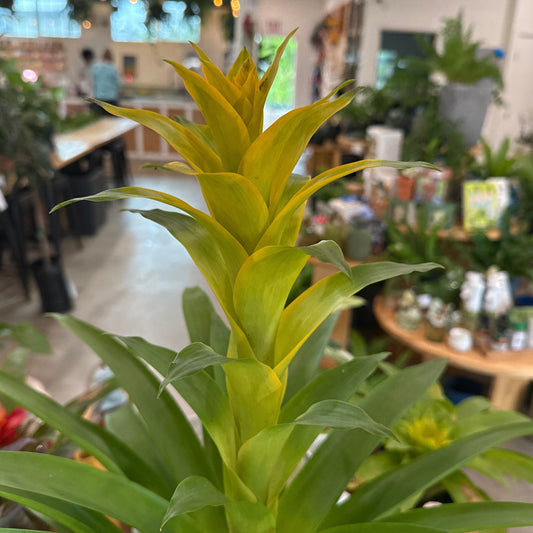Guzmania 'Yellow Sun'