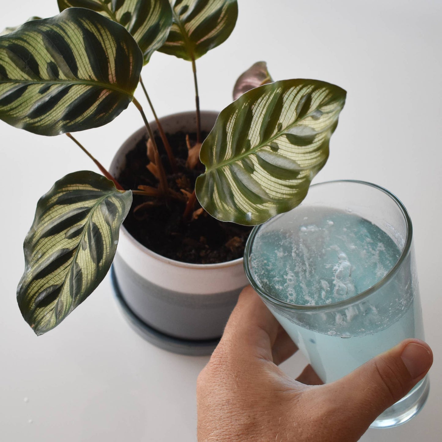 Instant Plant Food