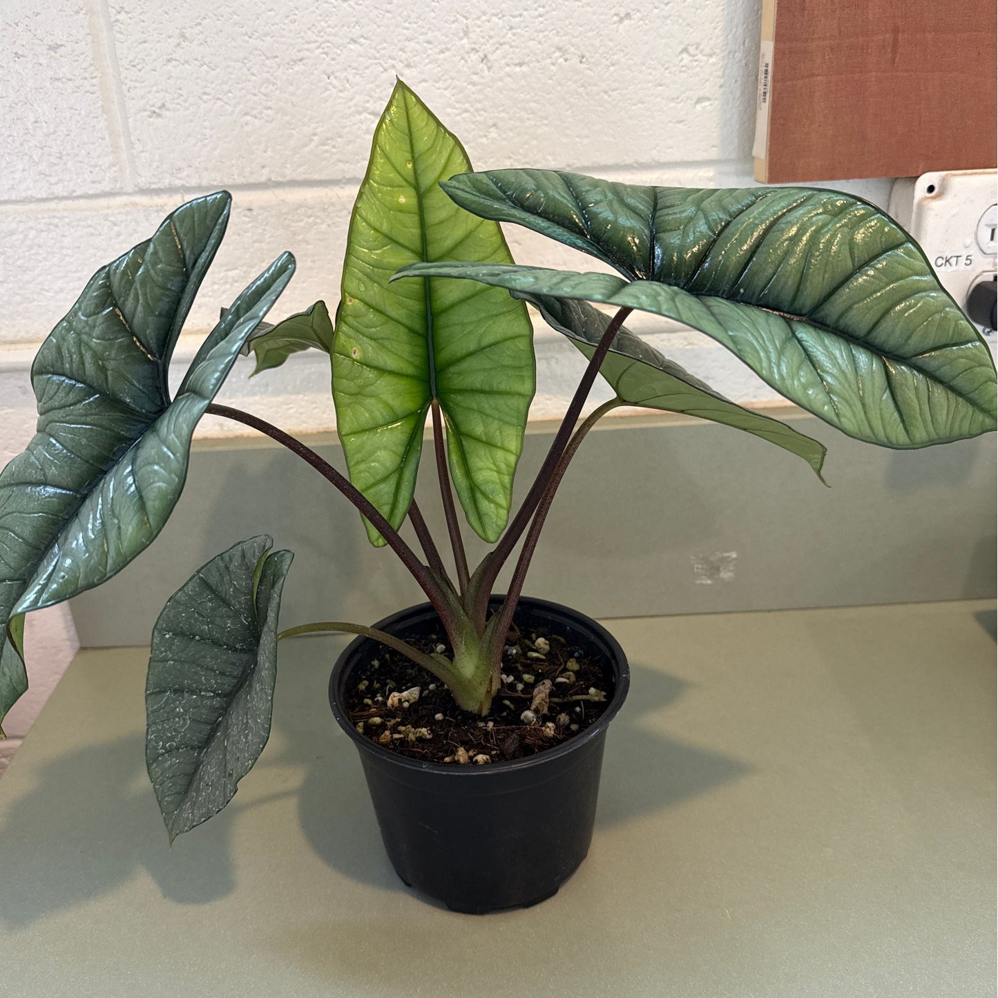 Alocasia bisma 'Platinum'