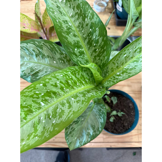 Dieffenbachia, "Snow"