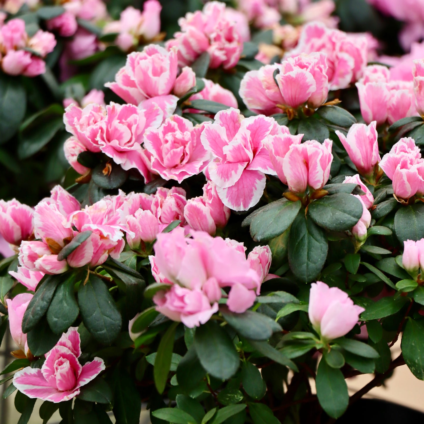 Azalea, assorted