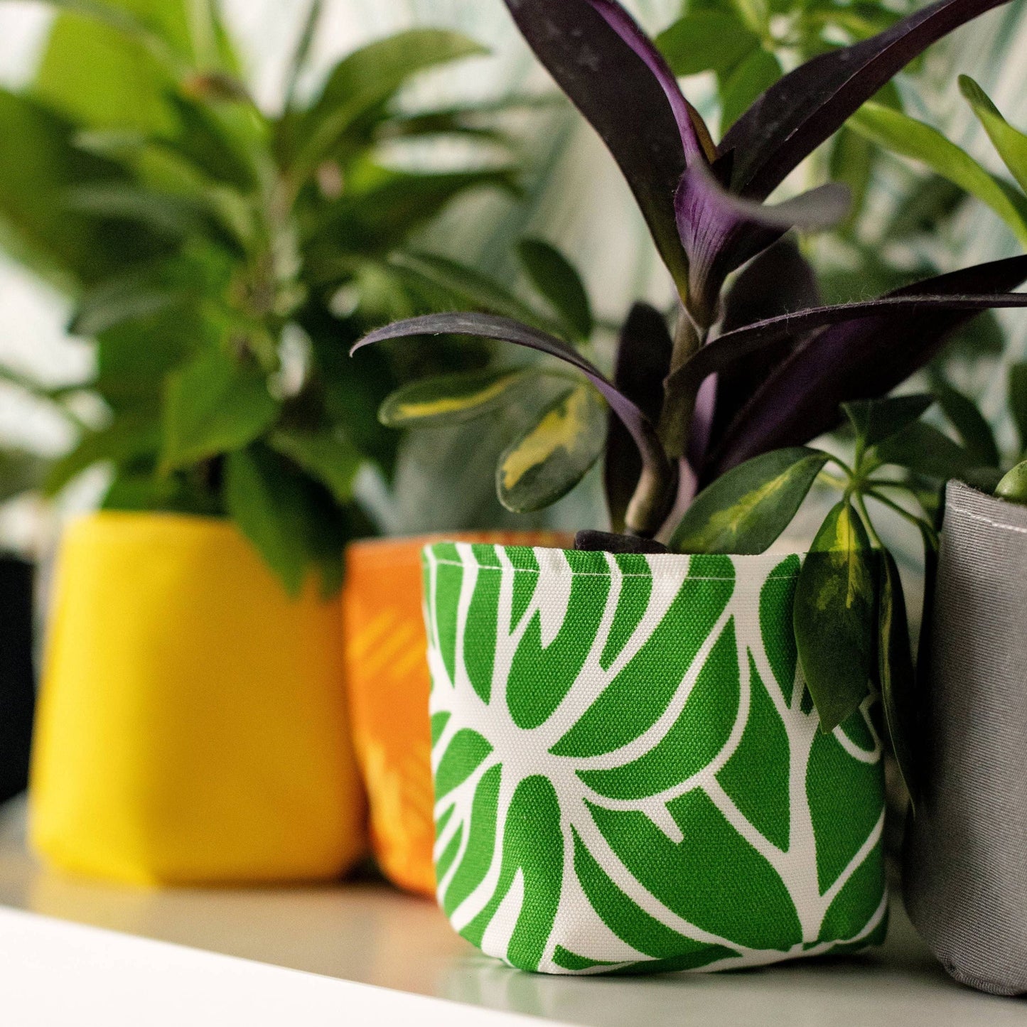 Monstera Chic