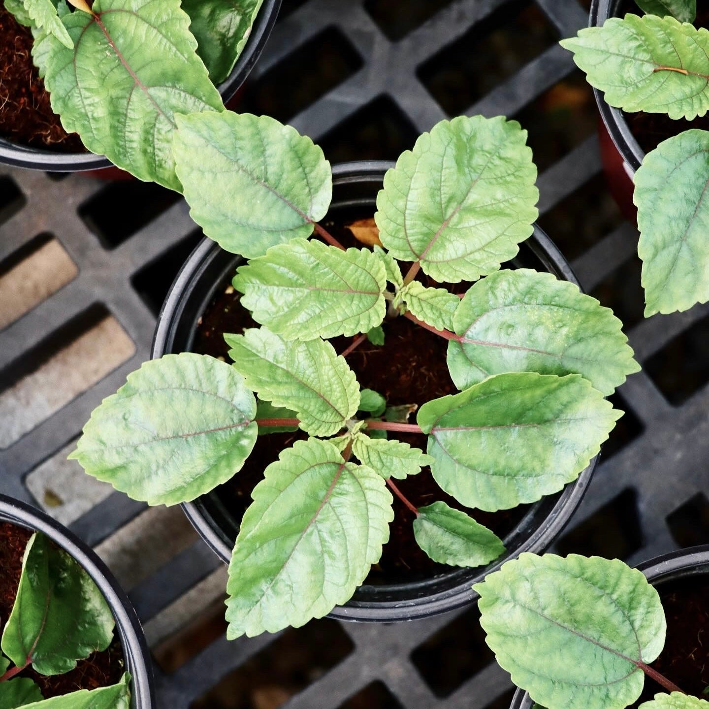 Piptirus albidus, "Mamaki Tea Plant"