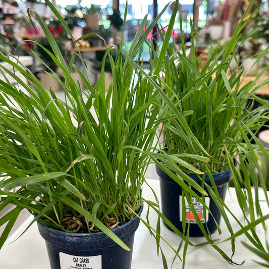 Cat Grass, "Oats" starters