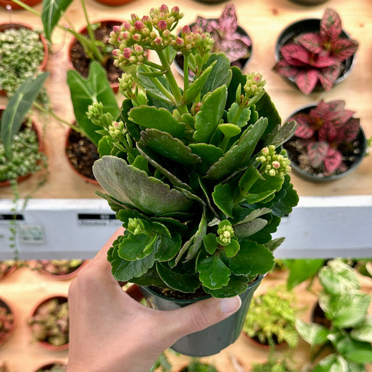 Kalanchoe blossfeldiana, assorted