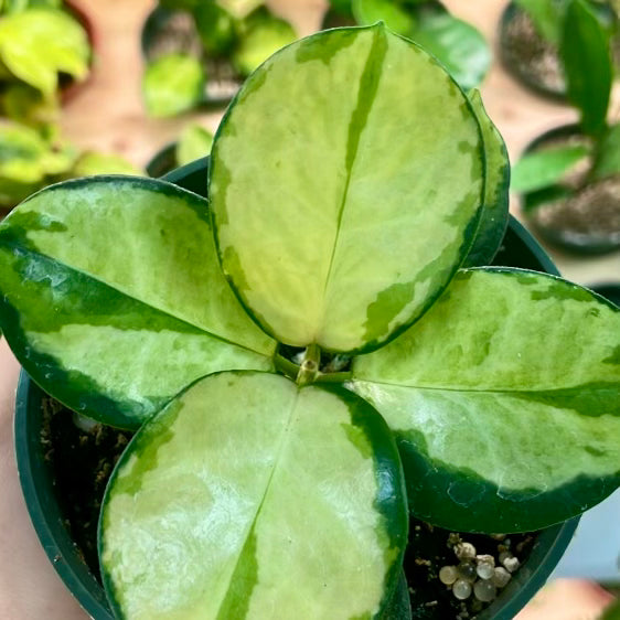 Hoya australis