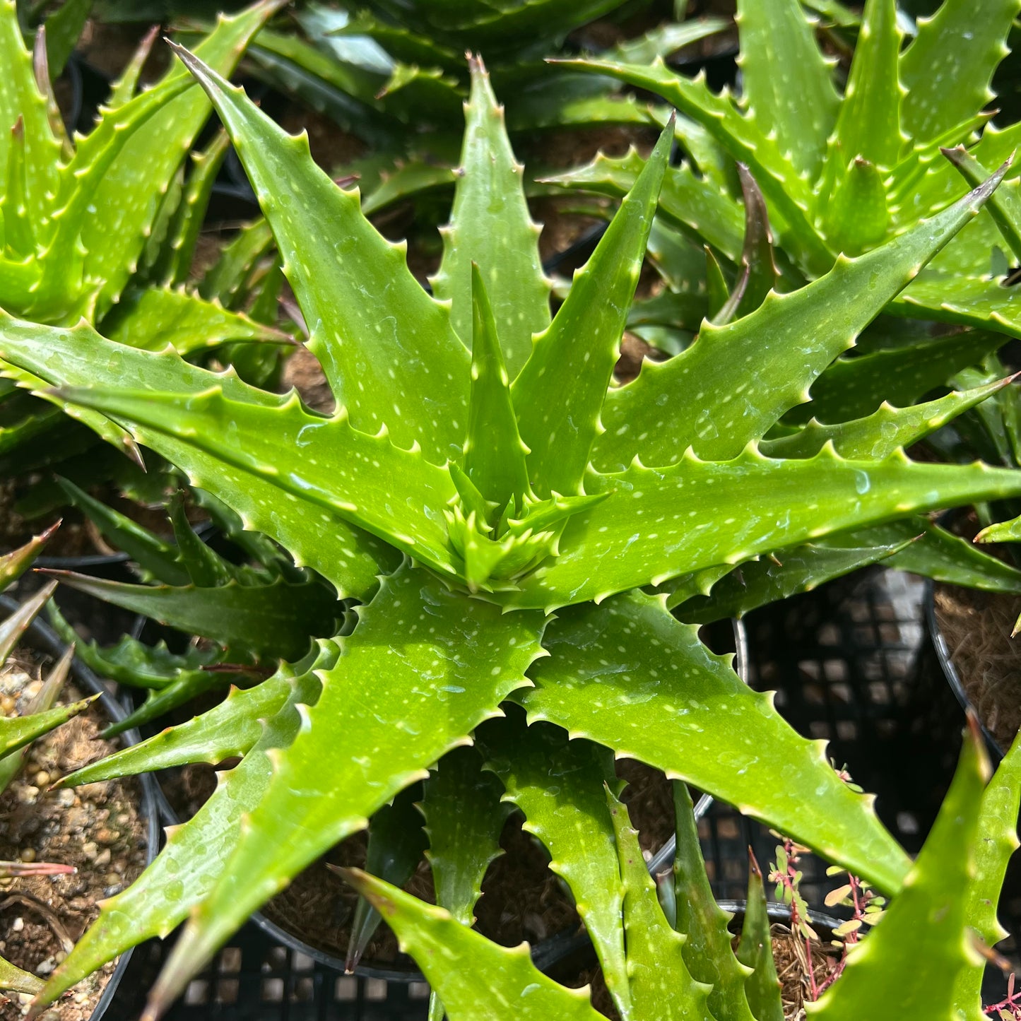 spiky aloe succulent plant ALOE VERA 4in