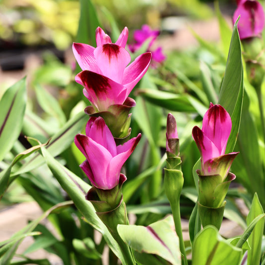 Curcuma, "Siam Tulip"