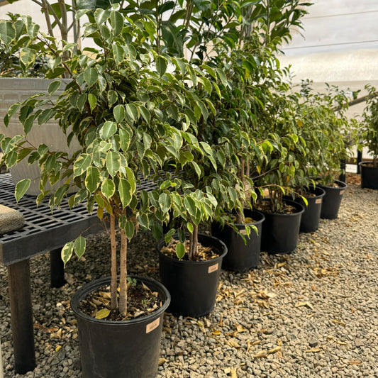 Ficus Benjimina, Variegated