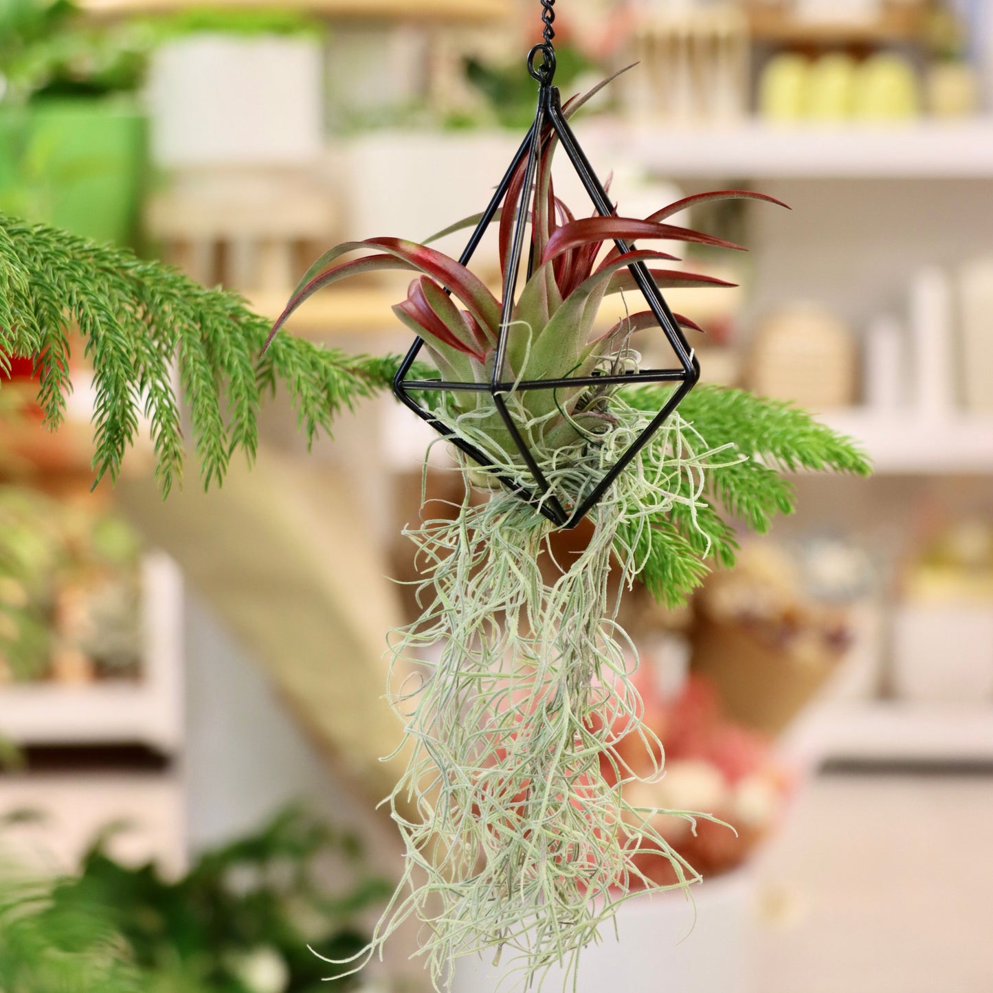 maris succulents and garden accessories Terrariums – Mari's Gardens
