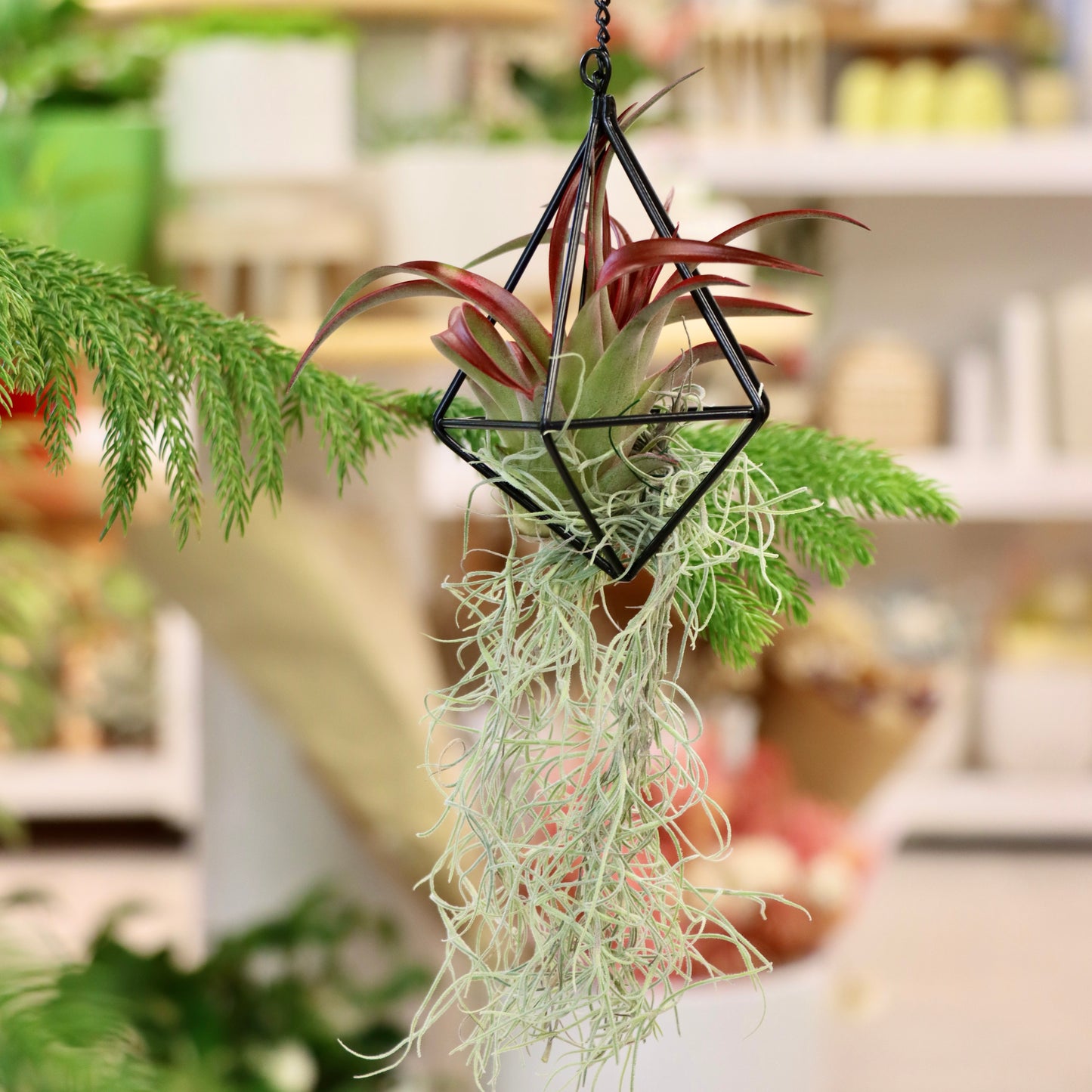 Air Plant Ornament