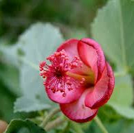 Abutilon menziesii, Ko'oloa 'ula (ENDANGERED)