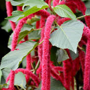 Acalypha hispida, "Chenille Plant"