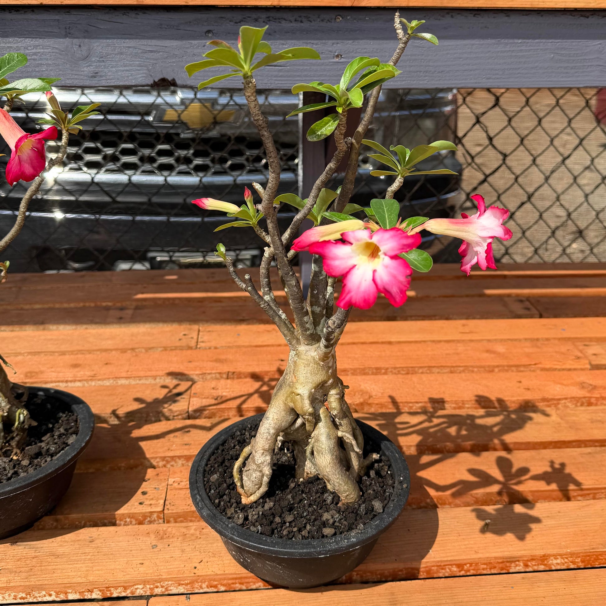 plastic desert plants Bonsai