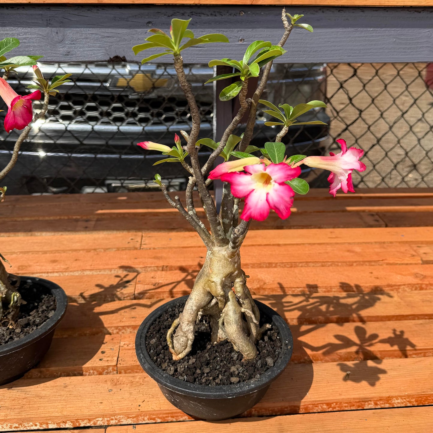 Bonsai - Adenium obesum (Desert Rose) in Plastic Planter