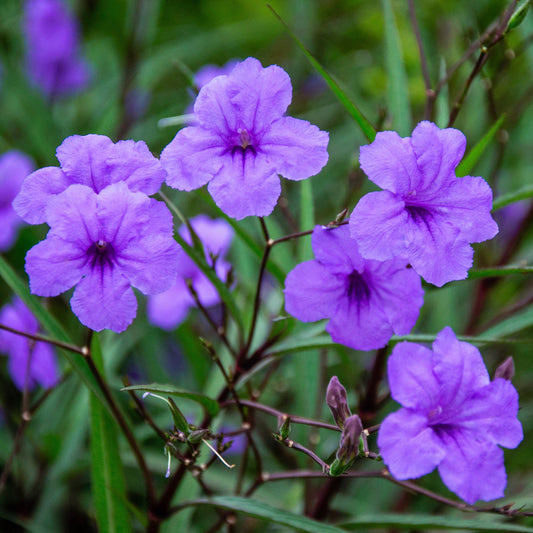 Ruellia