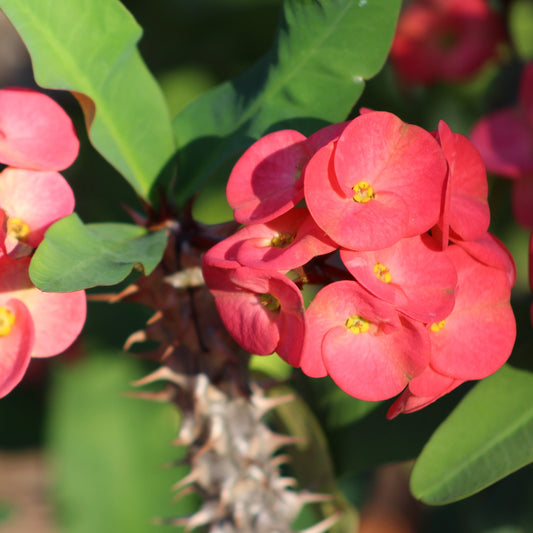 Crown of Thorns, Euphorbia