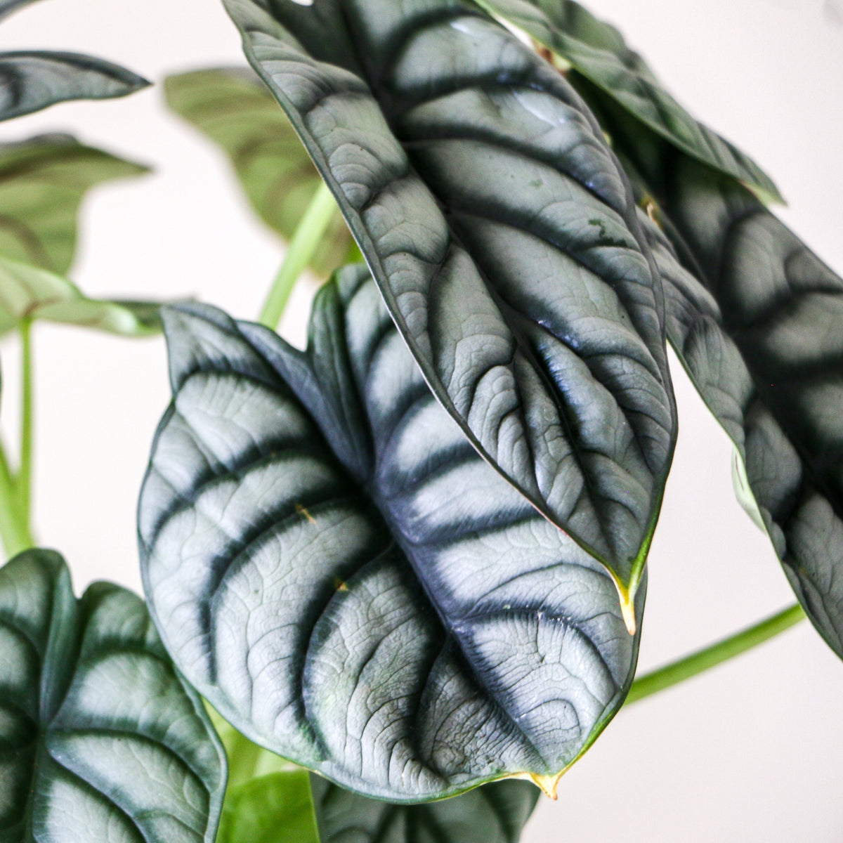 Alocasia baginda 'Silver Dragon'