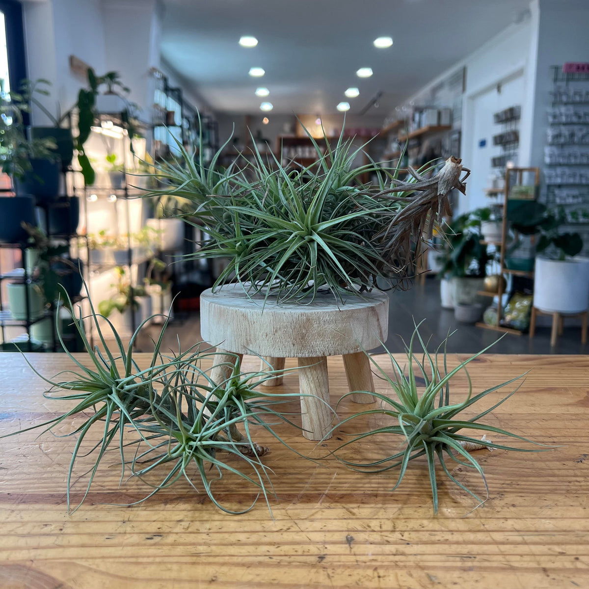 Tillandsia aeranthos