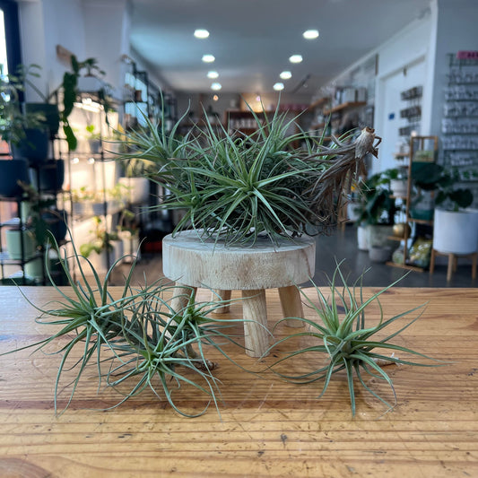 Tillandsia aeranthos