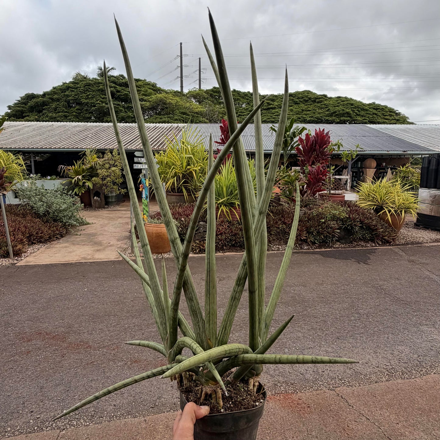 Sansevieria cylindrica ʻAfrican Spear Plantʻ