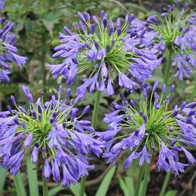 Agapanthus 'Stevie Wonder'