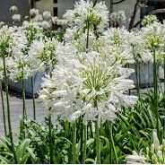 Agapanthus 'Albus'