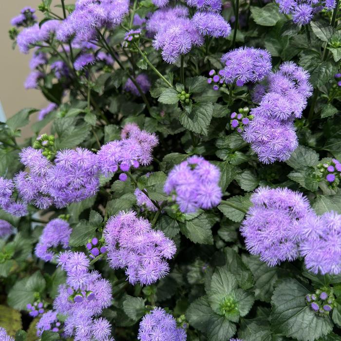Ageratum, "Monarch Magic"
