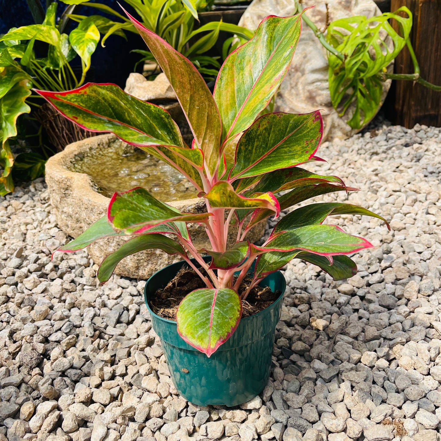 Aglaonema "Jasper Jones"