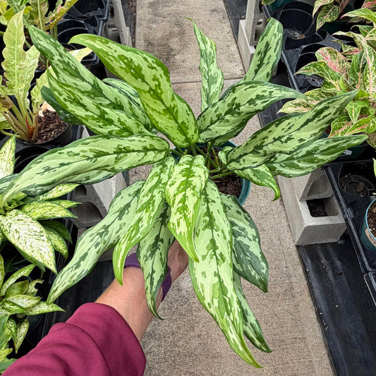 Aglaonema 'Miss Juliette'