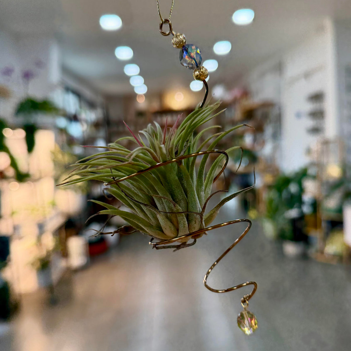 Air Plant Holders